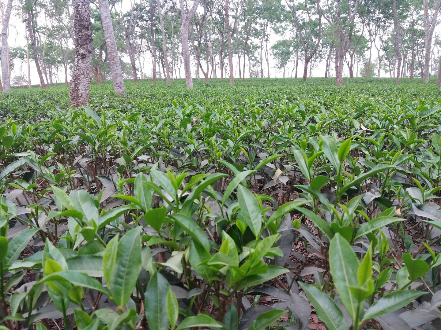 Chittagong